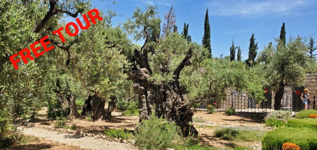 Gethsemane olive tree